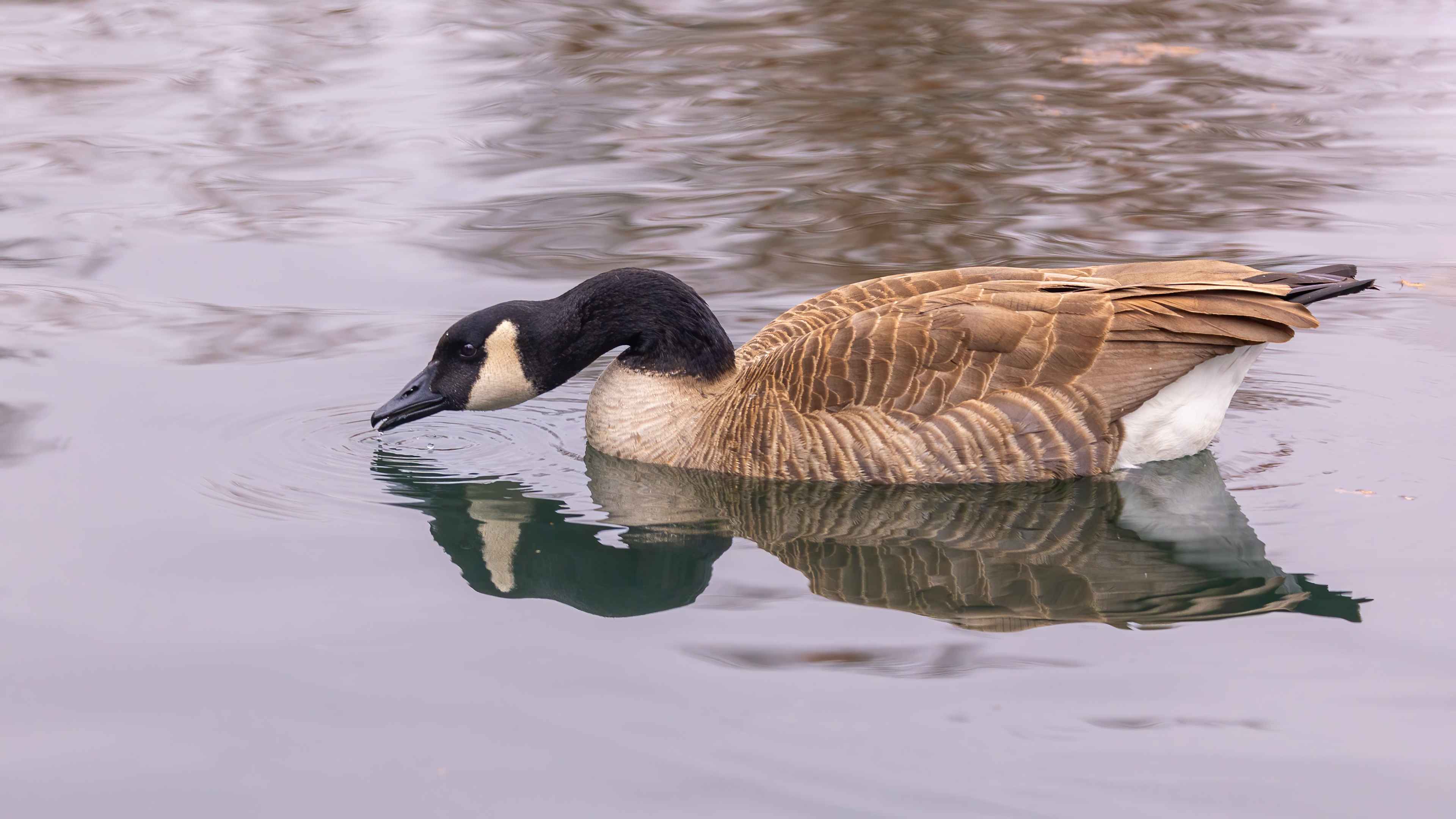 Canada Goose
